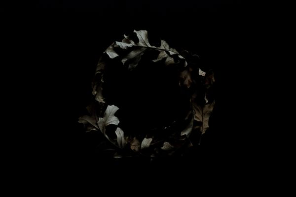 A ring of crunchy old leaves in the center of a dark background